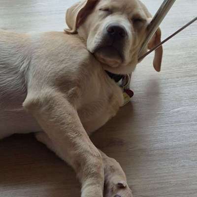 Hundetreffen-Manni sucht beste Freunde!-Bild