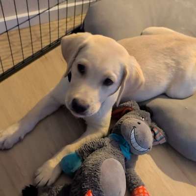 Hundetreffen-Manni sucht beste Freunde!-Profilbild