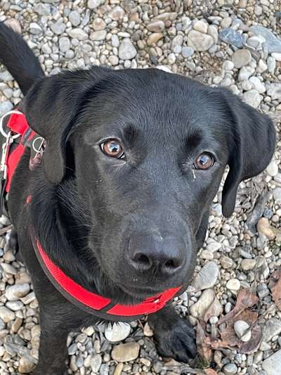 Labradorfans-Beitrag-Bild