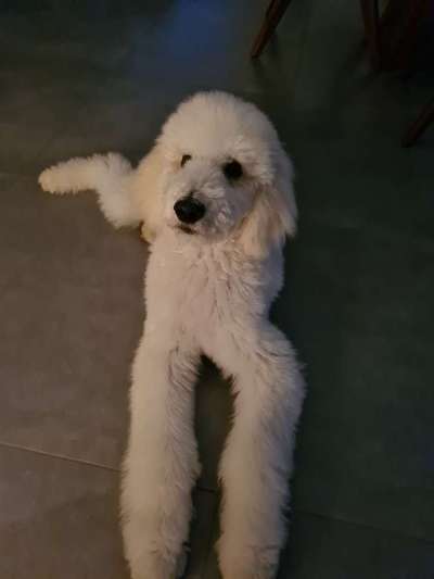 Alles rund um den Pudel-Beitrag-Bild