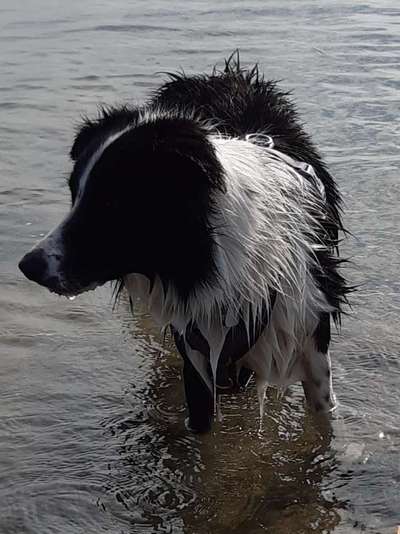 Lieblingsbild von euren Hunden?-Beitrag-Bild