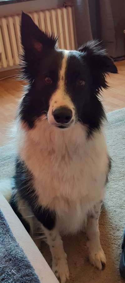 Gibt's hier noch mehr Border Collies???-Beitrag-Bild