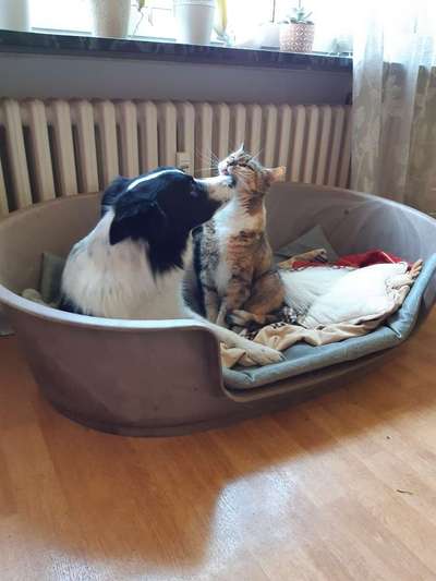 Die Dogorama Wochen Challenge "Friends will be Friends"-Beitrag-Bild