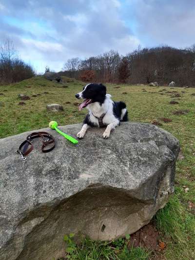 Hunderunde-Beitrag-Bild