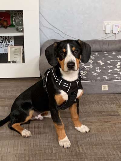 Entlebucher Sennenhund-Beitrag-Bild