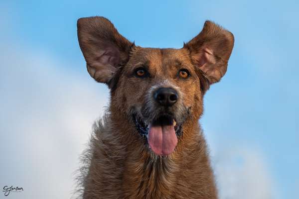 Zeigt eure verrücktesten Hundebilder-Beitrag-Bild