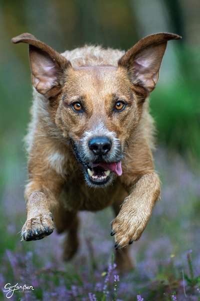 Zeigt mal die schönsten Bilder von euren Hunden !-Beitrag-Bild