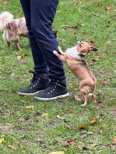 Hundetreffen-Gassibegleitung & Spielfreunde Stralsund und Rügen-Bild