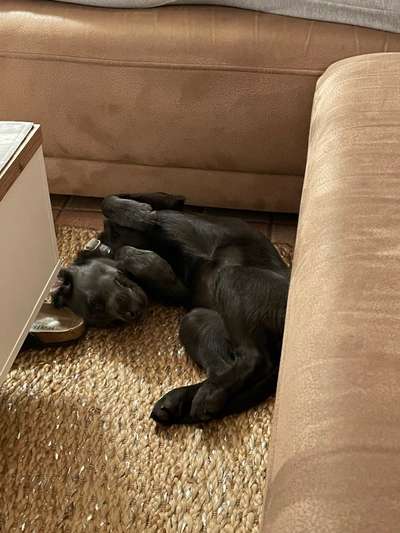 Labradorfans-Beitrag-Bild