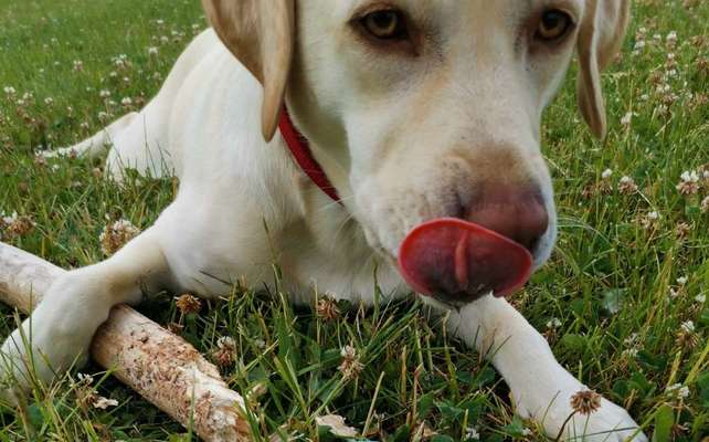 Tongue Out Tuesday-Beitrag-Bild