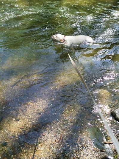 Dogorama-Monats-Challenge-Mai "Wasser"-Beitrag-Bild