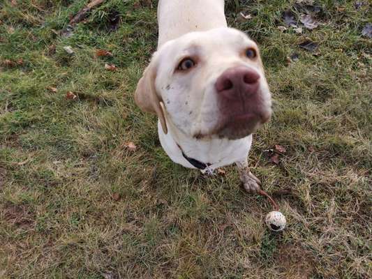 Labradorfans-Beitrag-Bild