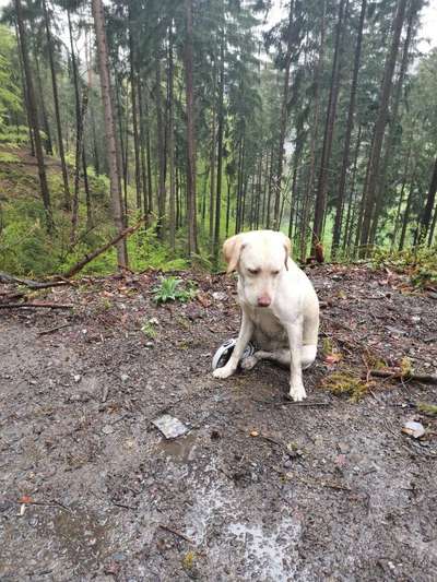 Die Dogorama Wochen Challenge "Spaziergang im Regen"-Beitrag-Bild