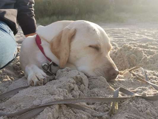 Dogorama Photo Challenge - Gassipause-Beitrag-Bild