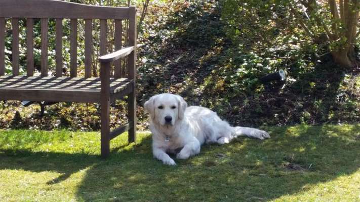 Golden Retriever-Beitrag-Bild