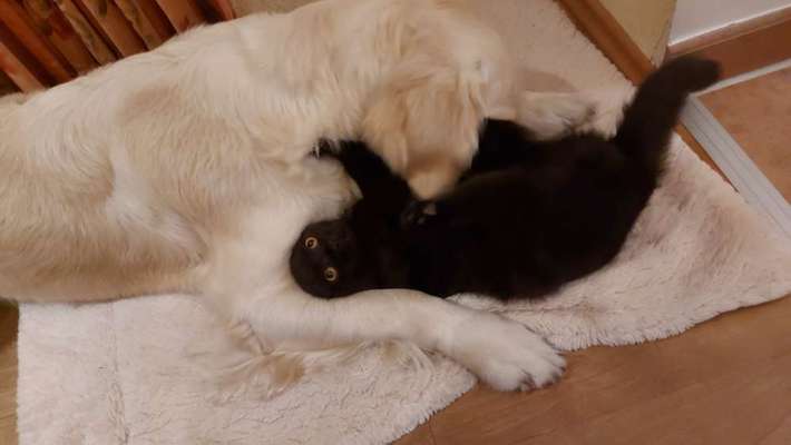 Golden Retriever-Beitrag-Bild