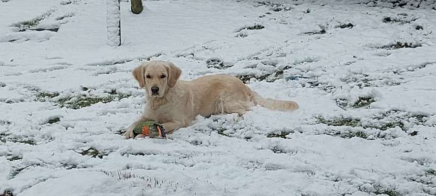Golden Retriever-Beitrag-Bild