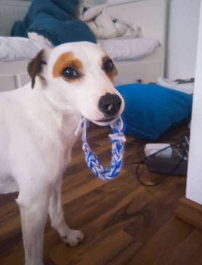 CHALLENGE NR. 19 - Der Hundeblick-Beitrag-Bild