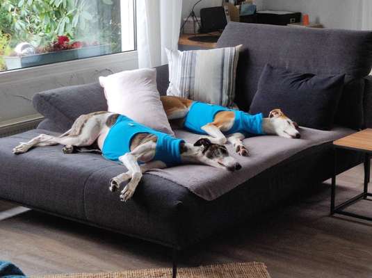 Windhunde - Treffen der besonderen Schönheiten
HERZLICH WILLKOMMEN-Beitrag-Bild