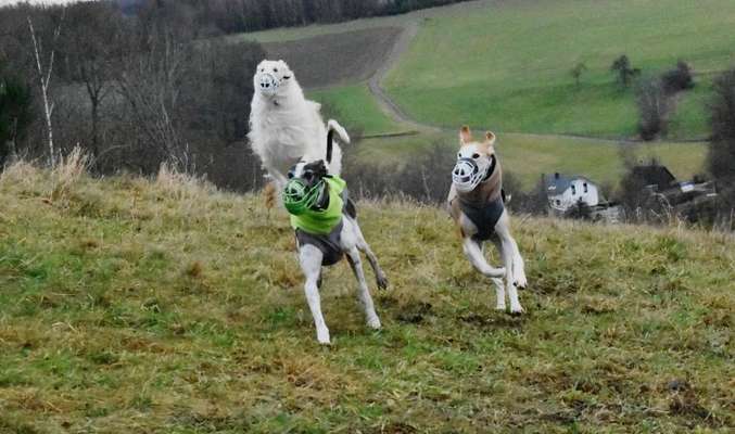 Windhunde - Treffen der besonderen Schönheiten
HERZLICH WILLKOMMEN-Beitrag-Bild