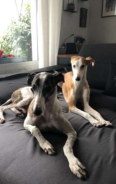 Windhunde - Treffen der besonderen Schönheiten
HERZLICH WILLKOMMEN-Beitrag-Bild