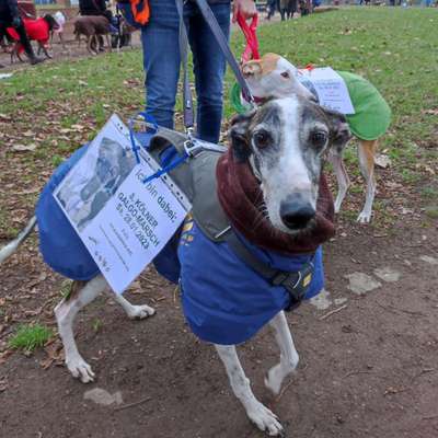 Windhunde - Treffen der besonderen Schönheiten
HERZLICH WILLKOMMEN-Beitrag-Bild