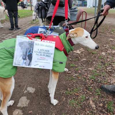 Windhunde - Treffen der besonderen Schönheiten
HERZLICH WILLKOMMEN-Beitrag-Bild