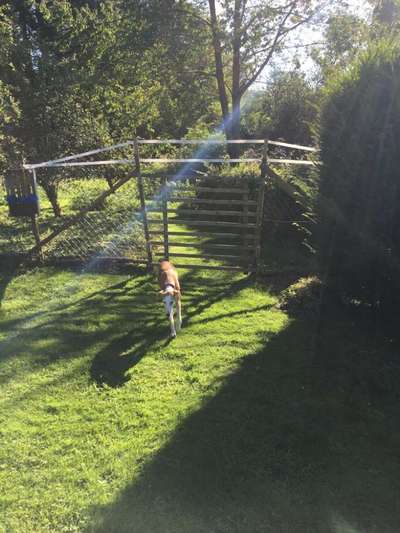 Windhunde - Treffen der besonderen Schönheiten
HERZLICH WILLKOMMEN-Beitrag-Bild