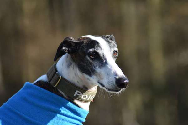 Windhunde - Treffen der besonderen Schönheiten
HERZLICH WILLKOMMEN-Beitrag-Bild