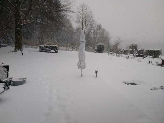 Windhunde - Treffen der besonderen Schönheiten
HERZLICH WILLKOMMEN-Beitrag-Bild