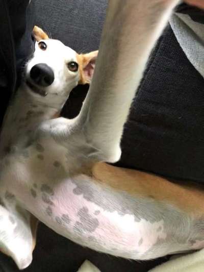 Windhunde - Treffen der besonderen Schönheiten
HERZLICH WILLKOMMEN-Beitrag-Bild