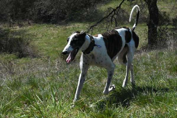 Windhunde - Treffen der besonderen Schönheiten
HERZLICH WILLKOMMEN-Beitrag-Bild