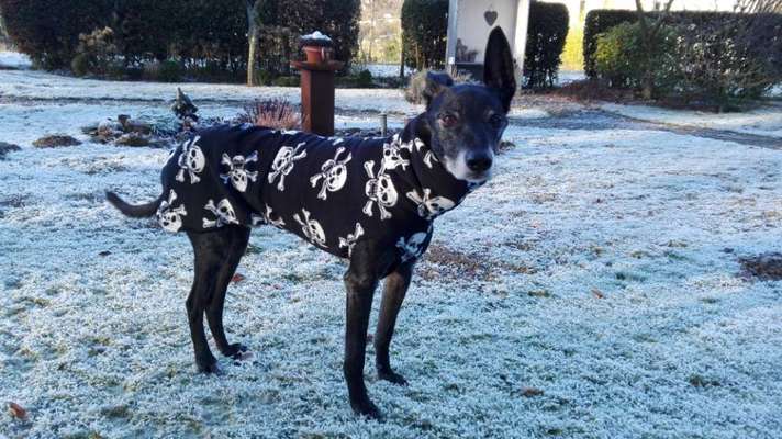 Windhunde - Treffen der besonderen Schönheiten
HERZLICH WILLKOMMEN-Beitrag-Bild