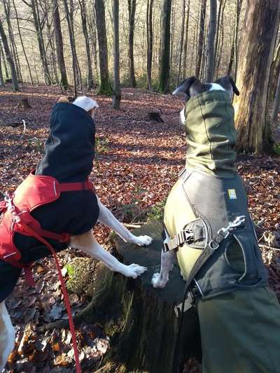 Windhunde - Treffen der besonderen Schönheiten
HERZLICH WILLKOMMEN-Beitrag-Bild