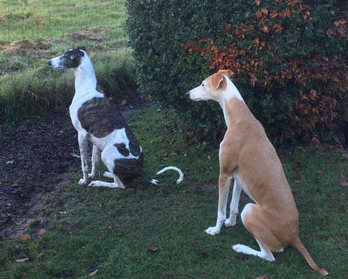 Windhunde - Treffen der besonderen Schönheiten
HERZLICH WILLKOMMEN-Beitrag-Bild