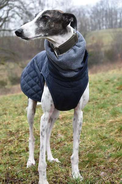 Windhunde - Treffen der besonderen Schönheiten
HERZLICH WILLKOMMEN-Beitrag-Bild