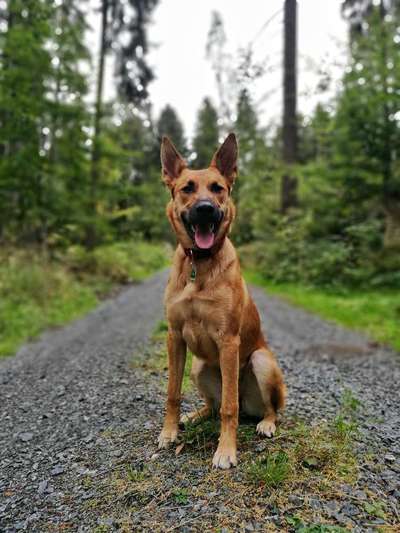 Zeigt eure Malinois!!!-Beitrag-Bild