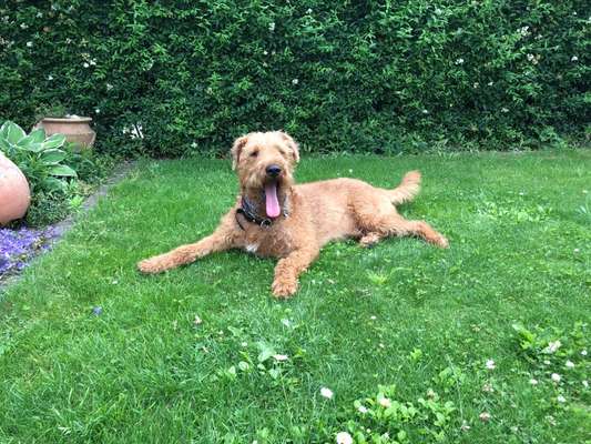 Fotochallenge Nr. 59 - Mein Hund zeigt die Zunge-Beitrag-Bild