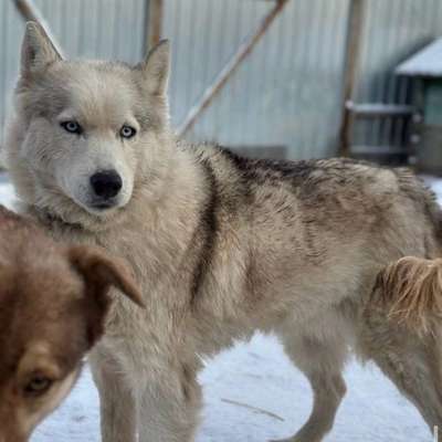 Schichtdienst & Ausbildung: Schafft das ein 4-jähriger Tierschutzhund?-Beitrag-Bild