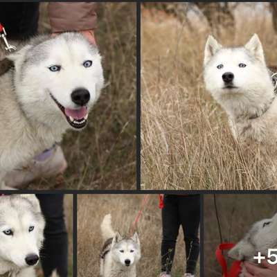 Schichtdienst & Ausbildung: Schafft das ein 4-jähriger Tierschutzhund?-Beitrag-Bild