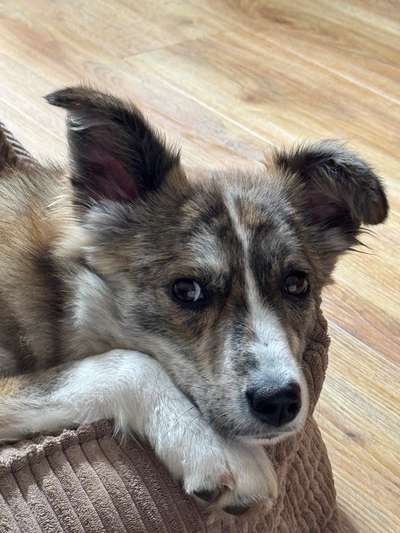 Tierschutzhunde suchen ein Zuhause-Beitrag-Bild