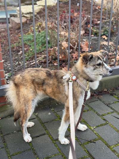 Tierschutzhunde suchen ein Zuhause-Beitrag-Bild