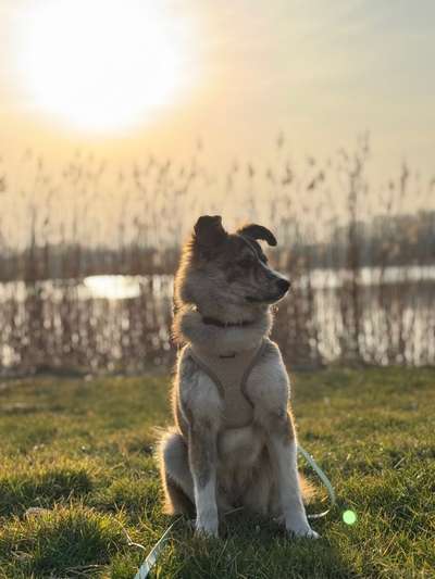 Tierschutzhunde suchen ein Zuhause-Beitrag-Bild