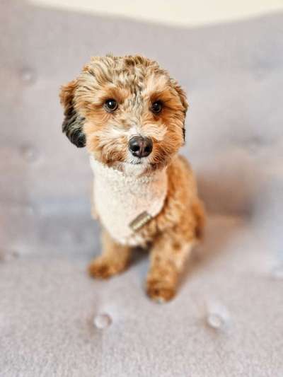 Havapoo (Havaneser Pudel mix)-Beitrag-Bild