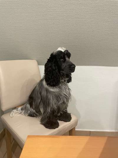 Englisch Cocker Spaniel-Beitrag-Bild