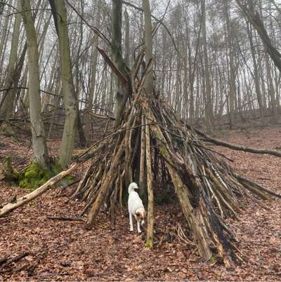 Hundetreffen-Tierische & menschliche Kontakte für lange Gassirunden & nette Gespräche 🙌🏻😊-Bild