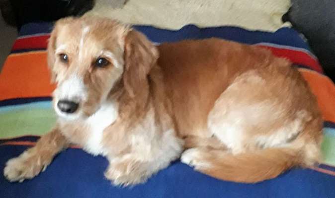 Welche Hunderasse-Beitrag-Bild