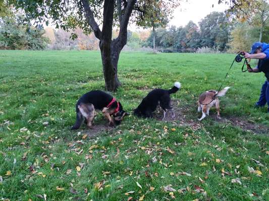 Dogorama Photo Challenge - Buddeln-Beitrag-Bild