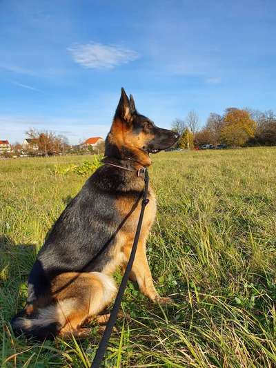 Wie heißt dein Hund?-Beitrag-Bild