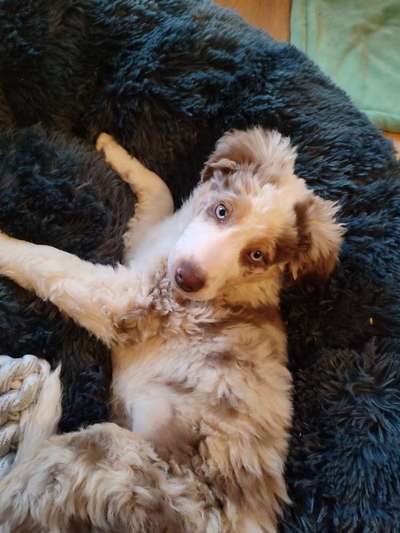 Dogorama Photo Challenge - Der Frühling kommt-Beitrag-Bild